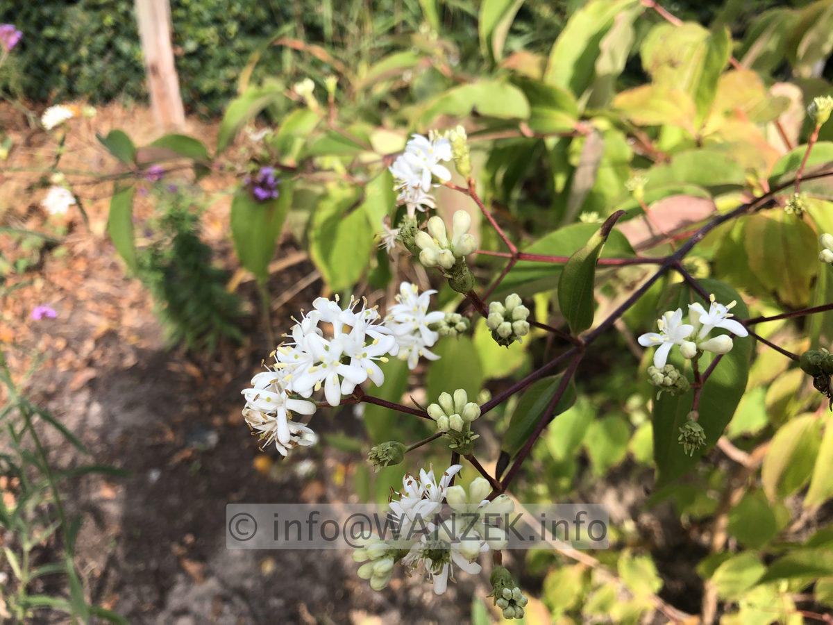 Heptacodium miconioides 002.JPG